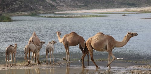 Alltagsszene in der Region Dhofar Südoman