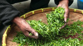 grüner Tee ist typisch für die Provinz Thai Nguyen