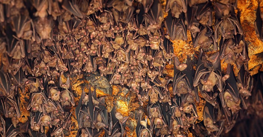Bali Goa Lawah Höhle