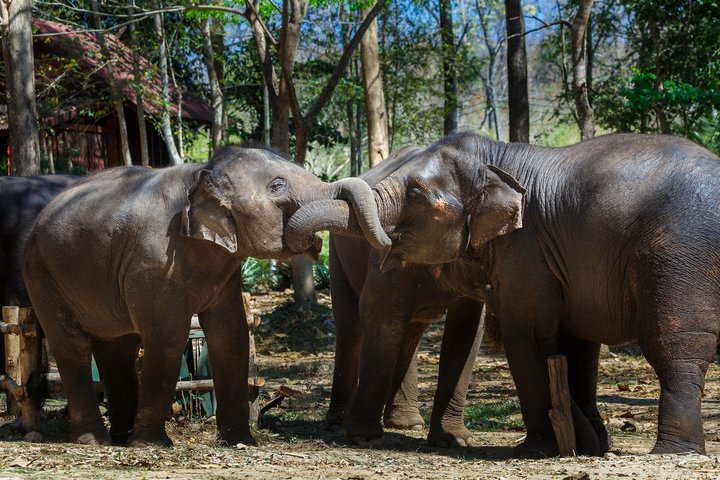 Elefanten im Thai Elephant Conservation Center in Lampang