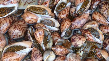 Seafood, Fisch, Schnecken, Muscheln - ganz frisch in den Strandprovinzen von Vietnam