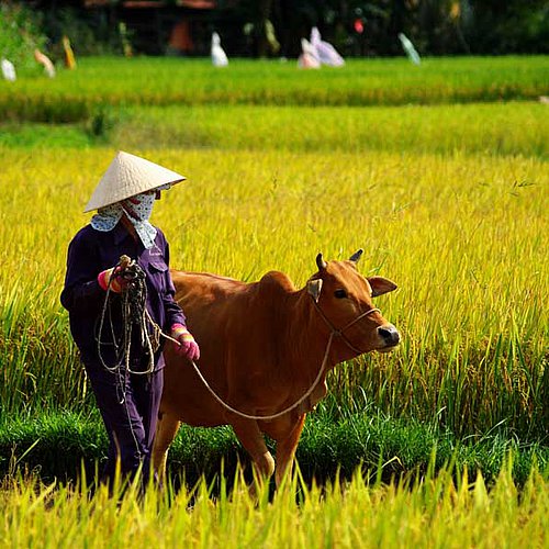 Vietnamesischer Bauer