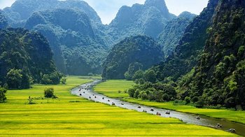 Reisfeld Ninh Binh in Vietnam