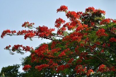 Flamboyant -  Flammenbaum typisch für Haiphong