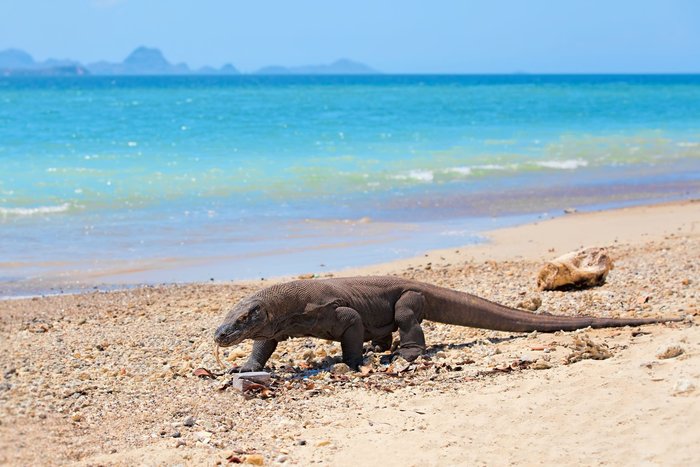 Komodo wird geschlossen - zum Schutz der seltenen Tiere