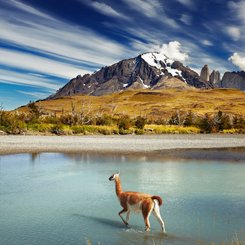 Guanaco im Nationalpark Torres del Paine bei Punta Arenas