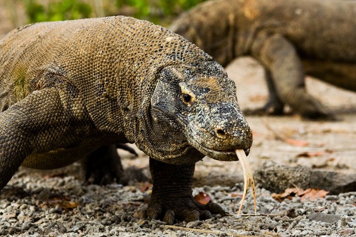 Komodo schließt 2020 - die seltenen Warane leben auch auf anderen Inseln im Nationalpark