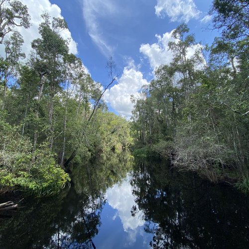 Landschaft im Kumai Nationalpark Borneo 