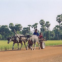 Ochsenkarren am Land in Kambodscha