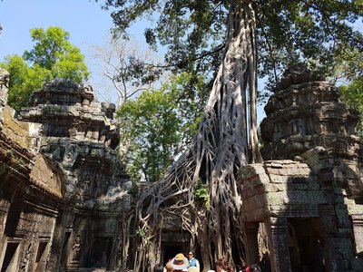 Ta Phrom vom Urwald überwuchert. Tempelbesuche rund um Siem Reap gehören zum Urlaub in Kambodscha dazu