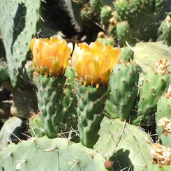 gelb blühende Kakteen auf Sardinien, Flora auf der Mittelmeerinsel