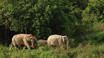 wilde Elefanten im Nationalpark Laos