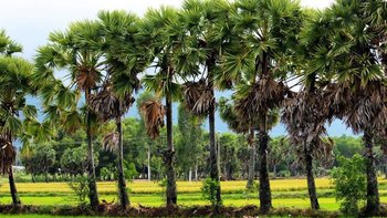 Vogelparadies im Mekongdelta