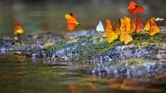 Flora und Fauna im Khao Sok Nationalpark Thailand