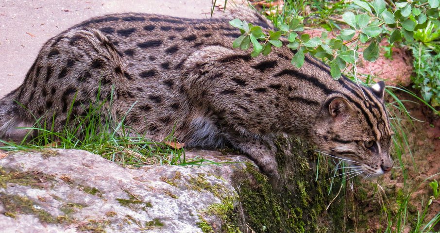 Die seltene Fischkatze gehört zu den 8 Katzenarten, die im Kaeng Krachan Nationalpark beheimatet sind.