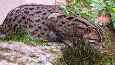 Die seltene Fischkatze gehört zu den 8 Katzenarten, die im Kaeng Krachan Nationalpark beheimatet sind.