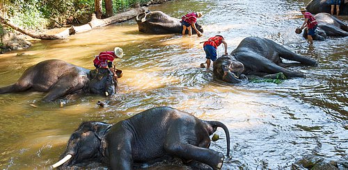 Maesa Elefanten Camp bei Chiang Mai Thailand