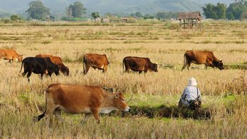 Laos Landwirschaft - Dorf in der Nähe von Muang Sing