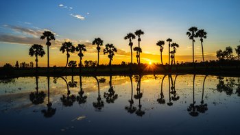 andschaft mit Zuckerpalmen im Mekongdelta Chau Doc An Giang