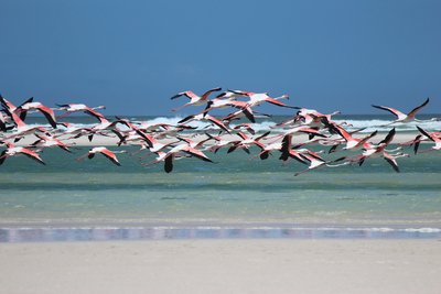 Vogelwelt in Südafrika Vogelwelt in Südafrika