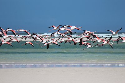 Vogelwelt in Südafrika