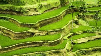 Bali Reisterrassen