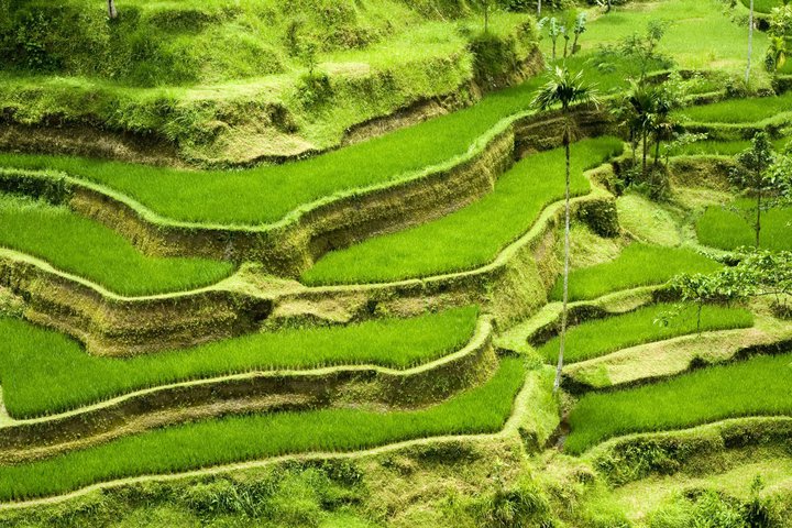 Bali Reisterrassen