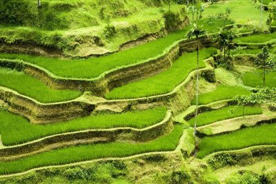 Bali Reisterrassen