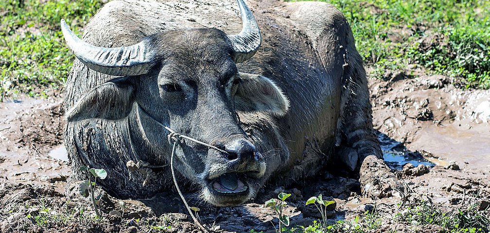 Wasserbüffel Wasserbüffel auf Don Det im eindrucksvollen Südlaos