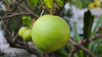 Pomelo