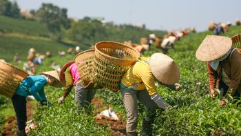 Teepflücker Vietnam
