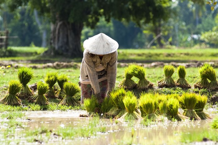 Reis ist Hauptnahrungsmittel in Indochina. Der Anbau im Wechsel zwischen Trocken- und Regenzeit eine große Herausforderung und immer noch viel Handarbeit.