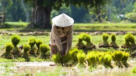 Bauer Laos am Reisfeld in Indochina