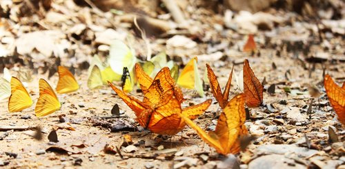 Schmetterlinge im Kaeng Krachan Forest Komplex - UNESCO Welterbe
