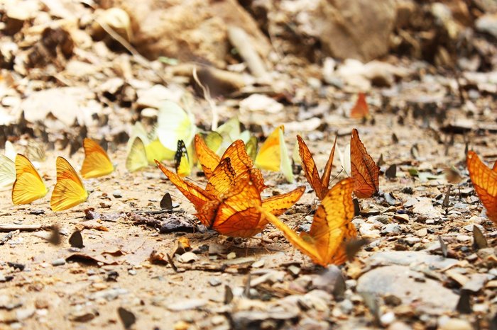Schmetterlinge im Kaeng Krachan Forest Komplex - UNESCO Welterbe
