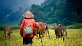  Bueffel Schaefer Reisfeld Vietnam