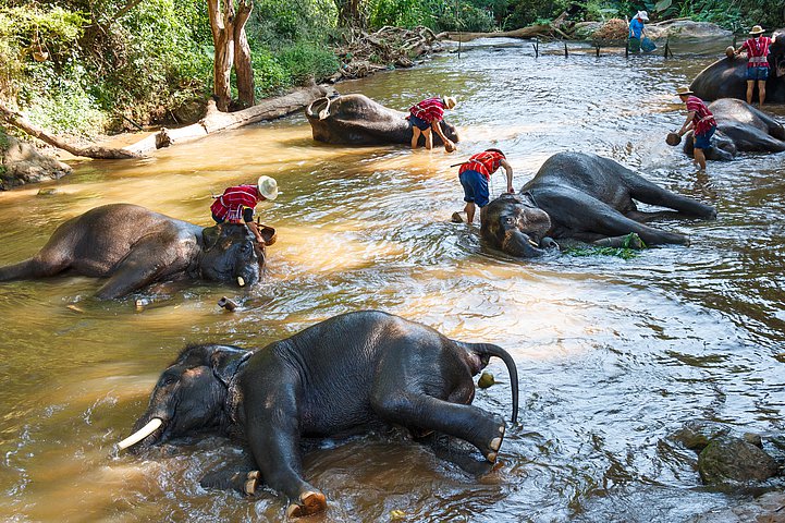 Maesa Elefanten Camp in Chiang Mai Thailand Maesa Elefanten Camp in Chiang Mai Thailand