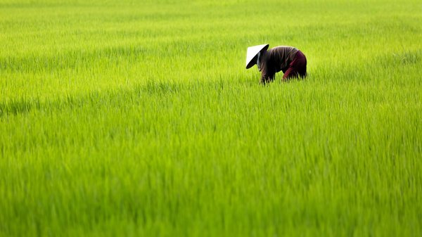 Reisfeld Vietnam Reisfeld Vietnam