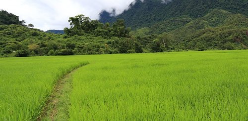 Reisfeld in Laos