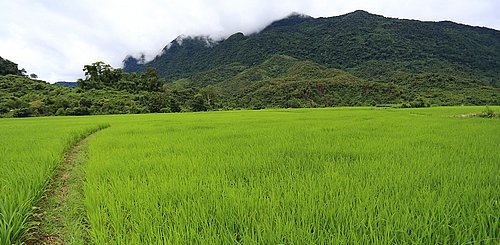 Reisfeld in Laos