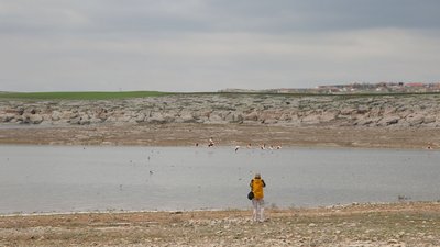 Guevercinkayasi Flamingos