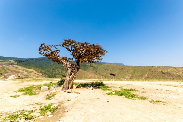 Land des Weihrauch -  Boswelliabaum im Süden des Oman in der Region Dhofar