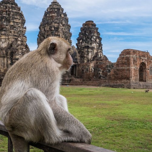 Affe beim Prang Sam Yot in Lopburi