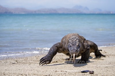 Etwas mehr als 5000 Warane leben im Nationalpark. Die Insel Komodo schließt im Jahr 2020 