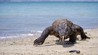 Komodowaran - Bei Reisen durch Asien lernen Sie die Tierwelt der Region kennen.