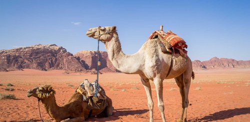 Kamele Wadi Rum