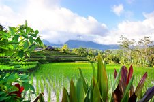 Bali Reisfeld