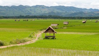 Reisfeld Luang Namtha Laos