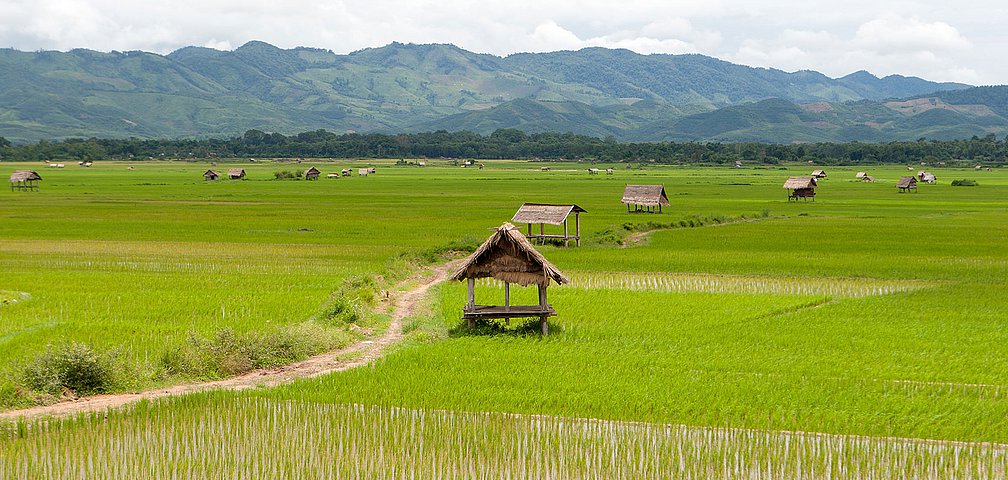 Reisfeld Luang Namtha Laos