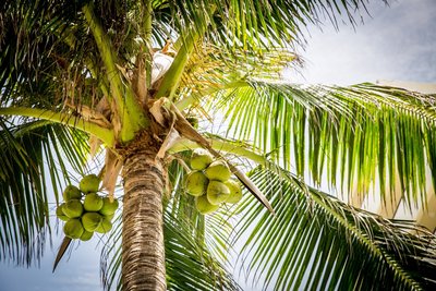Palme mit Kokosnüssen Palme mit Kokosnüssen